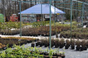 Более 5000 растений на контейнерной площадке садового центра Гряды