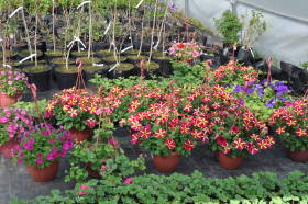 Ампельные цветы в кашпо- все лето в цвету. Приезжайте в садовый центр Рюховское, выбирайте, покупайте.