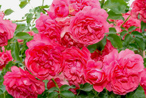 Роза "Розариум Ютерзен" (Rose Rosarium Uetersen)