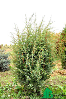 Можжевельник обыкновенный "Хиберника" (Juniperus communis "Hibernika")