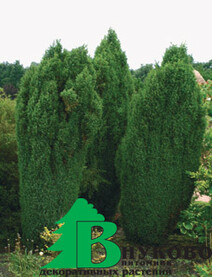 Можжевельник обыкновенный "Суэцика" (Juniperus communis Suesica)