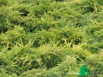 Можжевельник средний "Пфитцериана Ауреа" (Jniperus media "Pfitzeriana Aurea")