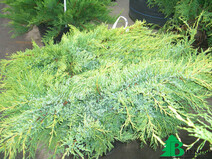Можжевельник виргинский "Хетц" (Jniperus virginiana "Hetz")