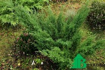 Можжевельник казацкий "Мас" (Juniperus sabina "Mas")