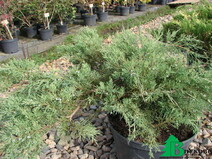 Можжевельник казацкий "Глаука" (Juniperus sabina "Glauca")