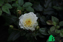 Роза "Мунлайт" (Rose Moonlight)