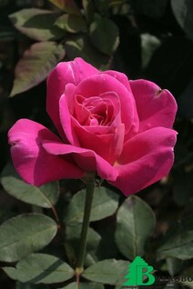 Роза "Пинк Пис" (Rose Pink Peace)