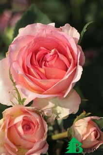 Роза "Фантазия Мондиаль" (Rose Fantasia Mondiale)