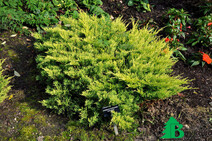 Можжевельник горизонтальный "Лаймглоу" (Juniperus horizontalis "Limeglow")