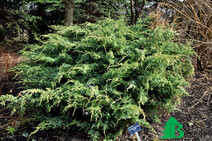 Можжевельник чешуйчатый "Хольгер" (Juniperus squamata "Holger")