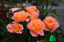 Роза "Розмари Харкнесс" (Rose Rosemary Harkness)