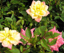 Роза "Триколор" (Rosa miniature Tricolor)