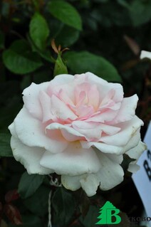 Роза "Э Вайтэ Шейд ов Пэйл" (Rose 'A Whiter Shade Of Pale') 