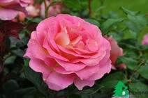 Роза "Пинк Парадайз" (Rose Pink Paradise)