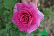 Роза "Виолетта" (Rose Violetta)