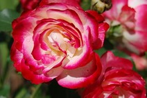 Роза "Юбилей принца Монако" (Rose 'Jubile du Prince de Monaco')