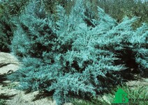 Можжевельник средний "Пфитцериана Глаука" (Juniperus x media `Pfitzeriana Glauca`)
