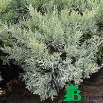 Можжевельник средний "Пфитцериана Компакта" (Juniperus x media `Pfitzeriana Compacta` )