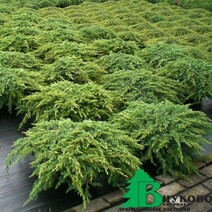 Можжевельник обыкновенный "Репанда" (Juniperus communis "Repanda")