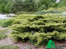 Можжевельник Пфитцера=средний "Голд Коуст" (Juniperus pfitzeriana "Gold Coast")