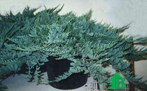 Можжевельник горизонтальный "Блю Чип" (Juniperus horisontalis "Blue Chip")