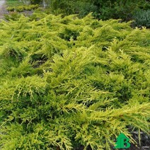 Можжевельник Пфитцера=средний "Голд Стар" (Juniperus pfitzeriana "Gold Star")