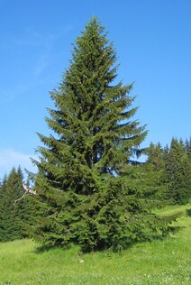 Ель обыкновенная (Picea abies)