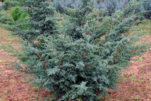 Можжевельник чешуйчатый "Блю Альпс" (Juniperus sguamata "Blue Alps")