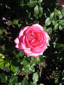 Роза "Вальцертраум" (Rose 'Walzertraum')