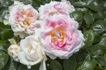 Роза "Гернсей" (Rose 'Guernsey')