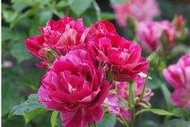 Роза "Ги Савой" (Rose 'Guy Savoy')
