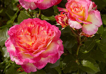 Роза "Горгеус" (Rose Gorgeous)