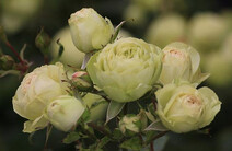 Роза "Лавли Грин" (Rose 'Lovely Green")