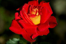 Роза "Люстиге" (Rose 'Lustige')