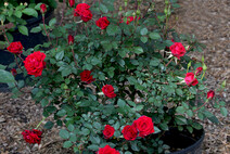 Роза "Миниатюр Ред" (Rosa 'Miniature Red')