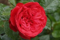Роза "Пиано" (Rose Piano)