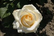 Роза "Пич Аваланш" (Rose Peach Avalanche)