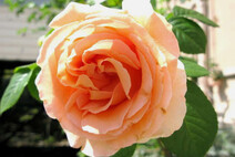 Роза "Полька" (Rose Polka)