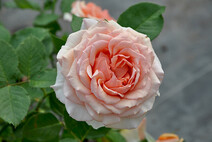 Роза "Таити" (Rose Thaiti) 