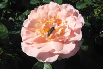 Роза "Твигги'с Роуз" (Twiggy's Rose)