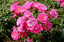Роза "Хайдетраум" ("Флауэр Карпет") (Rose 'Heidetraum' ('Flower Carpet'))