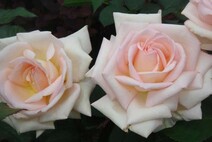 Роза "Жардин де Багатель" (Rosa Jardins de Bagatelle)