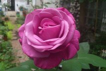 Роза "Лила Вундер" (Rose Lila Wunder)