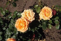 Роза "Роз де Мон Марсан" (Rosa Rose de Mont Marsan)