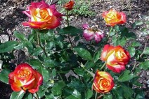 Роза "Шато Жискур" (Rosa Chateau Giscours)