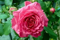 Роза "Маритим"