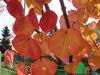 Багрянник японский (лист осенью)