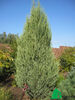 Можжевельник скальный Скайрокет (Jniperus scopulorum Skyrocket)