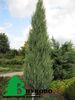 Jniperus scopulorum Skyrocket