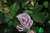 Rose Indigoletta
